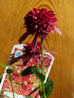 Jeżówka purpurowa (Echinacea purpurea) 